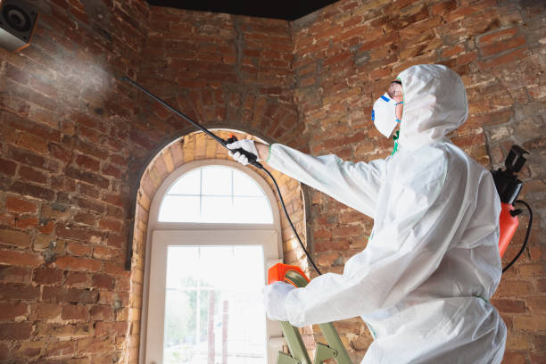 Professional Mold Inspection in Sterling City, TX