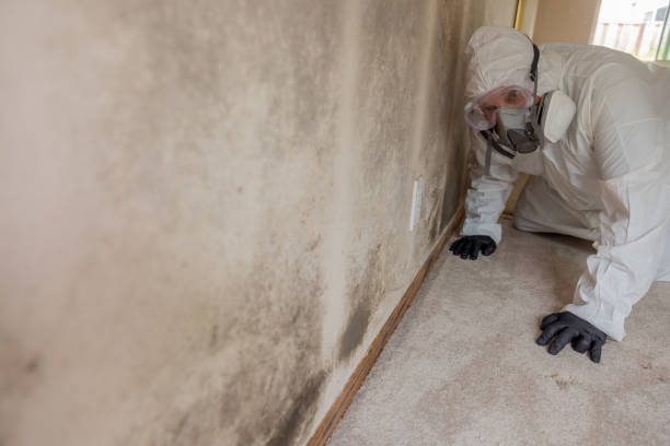 Why You Should Choose Our Mold Remediation Services in Sterling City, TX